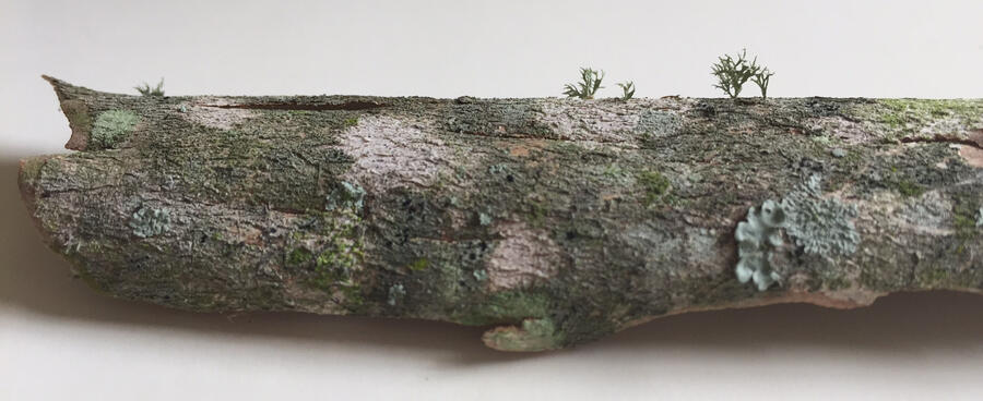 Crepe Myrtle Bark